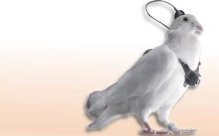 머리엔 칩·몸엔 카메라 ! 전쟁터에 투입된 러시아 '비둘기 첩보원'