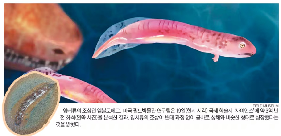 3억 년 전 개구리 조상에겐 '올챙이 시절' 없었대요