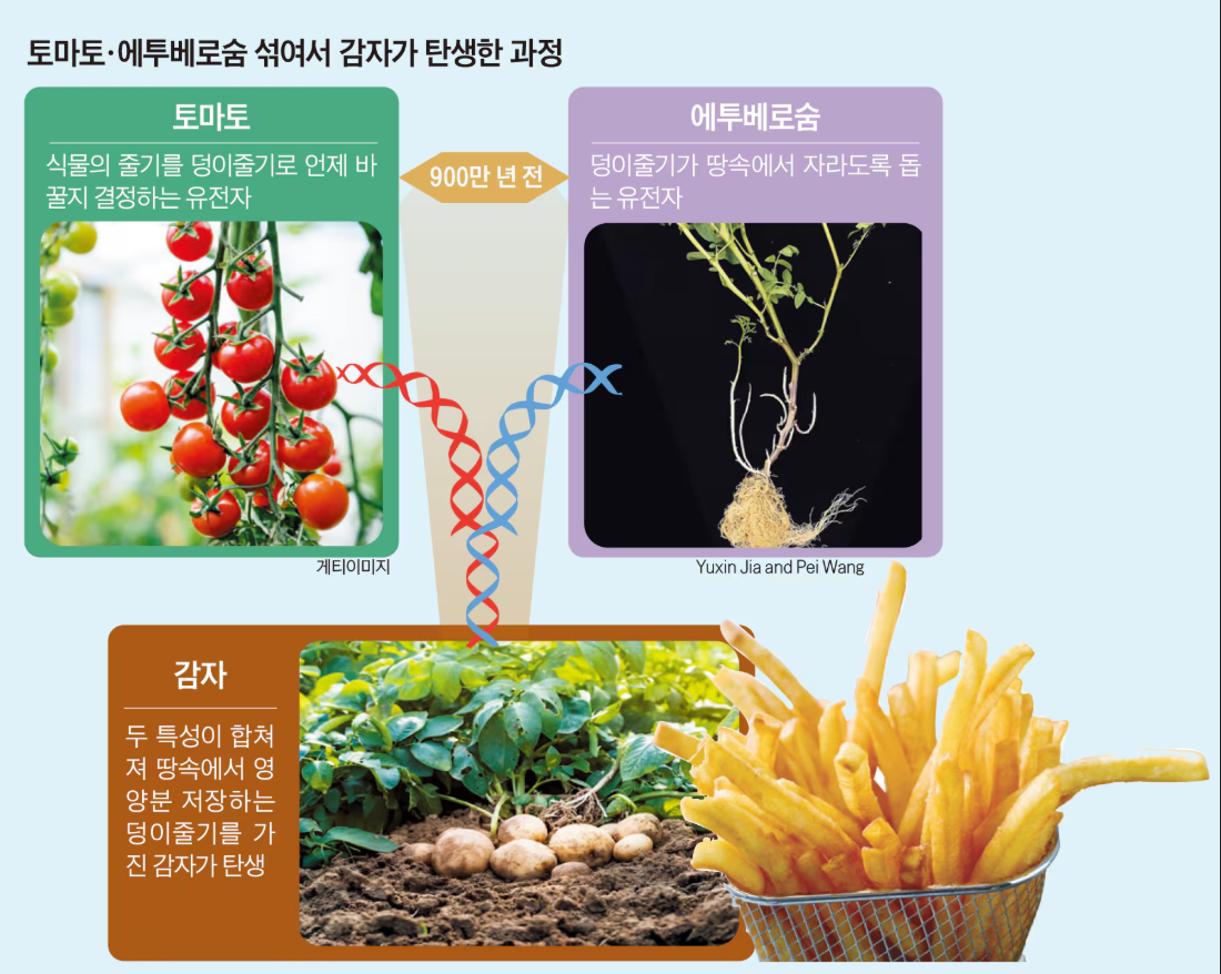남아메리카에서 온 감자… 900만 년 전 조상이 토마토라니!