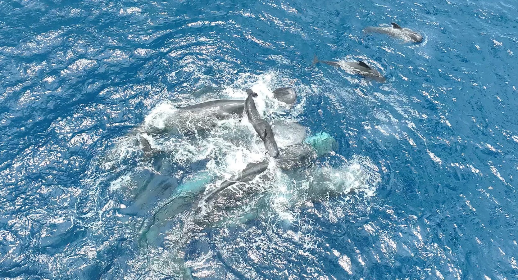 아기 고래 탄생 위해 이모 고래 10마리가 돕는다!