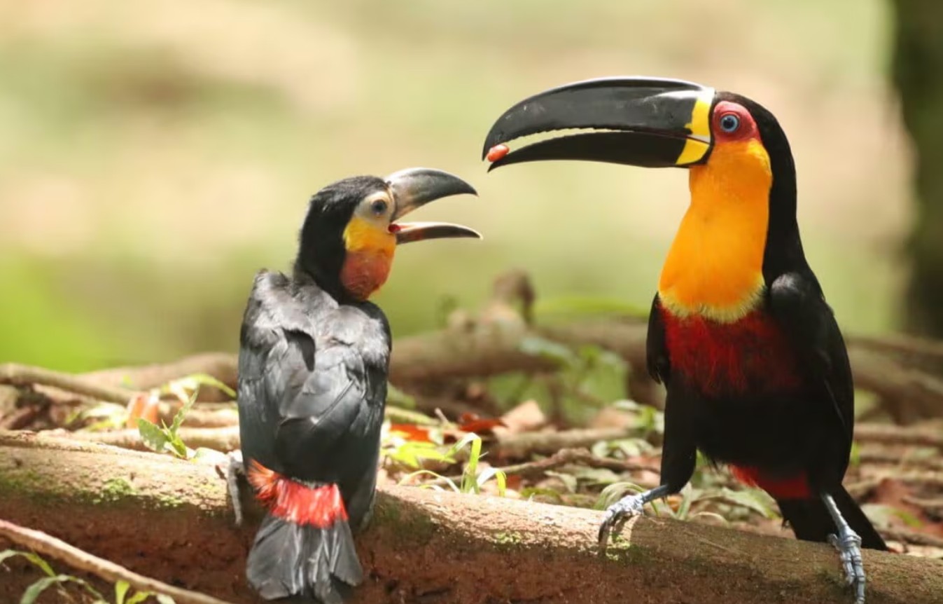 열매 먹은 브라질 왕부리새, 똥 싸서 씨앗 퍼뜨린대요