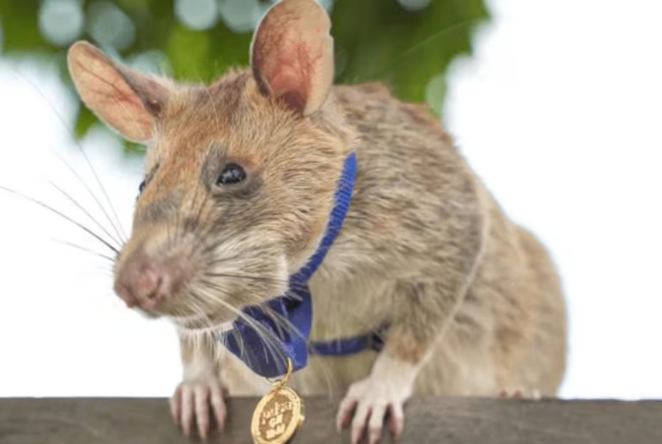 캄보디아에서 지뢰 109개 찾은 쥐 추모 석상 등장!